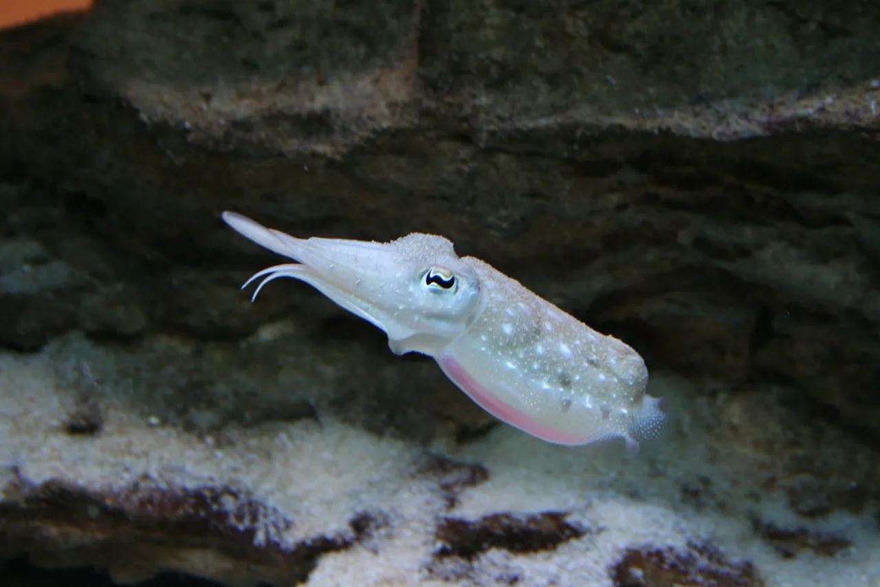 Common cuttlefish