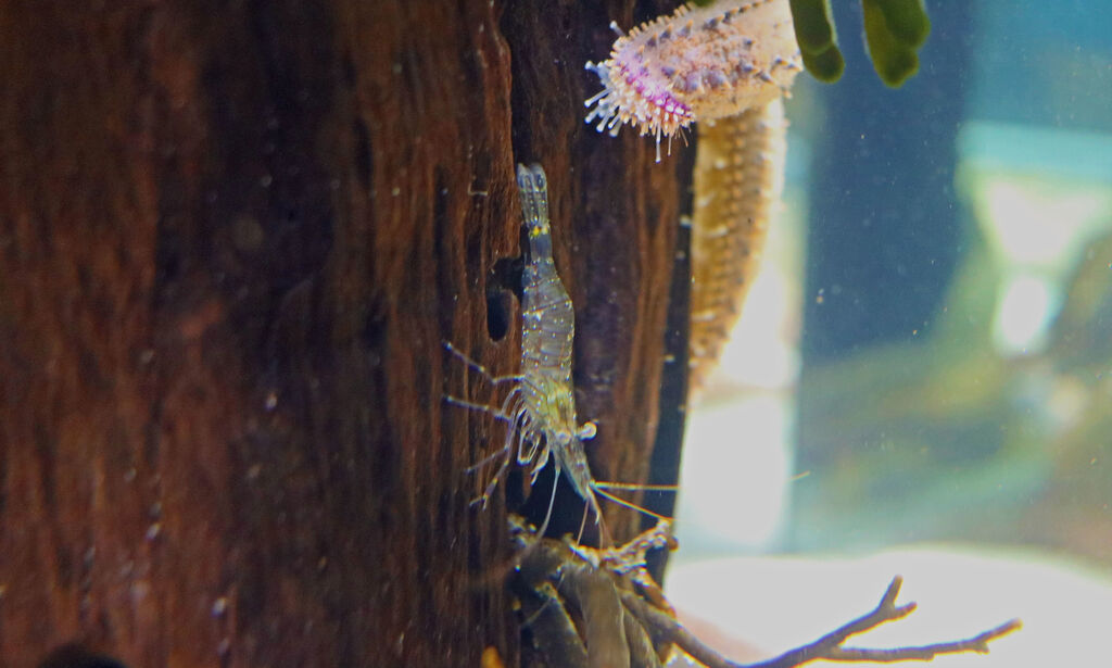 Two Oceans Aquarium Sand shrimp