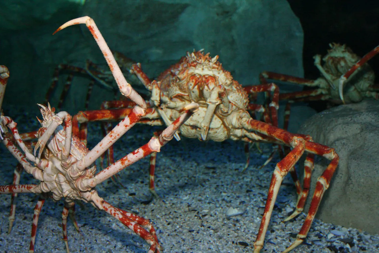 Giant spider crab