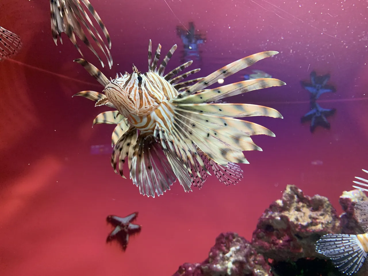 Introducing our favourite Weird and Whimsical animals at the Two Oceans Aquarium