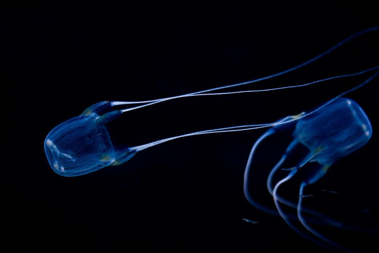 Two Oceans Aquarium | Box jelly