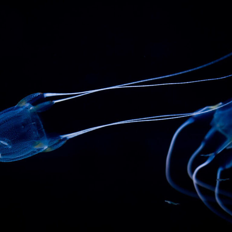 Two Oceans Aquarium: Media pack