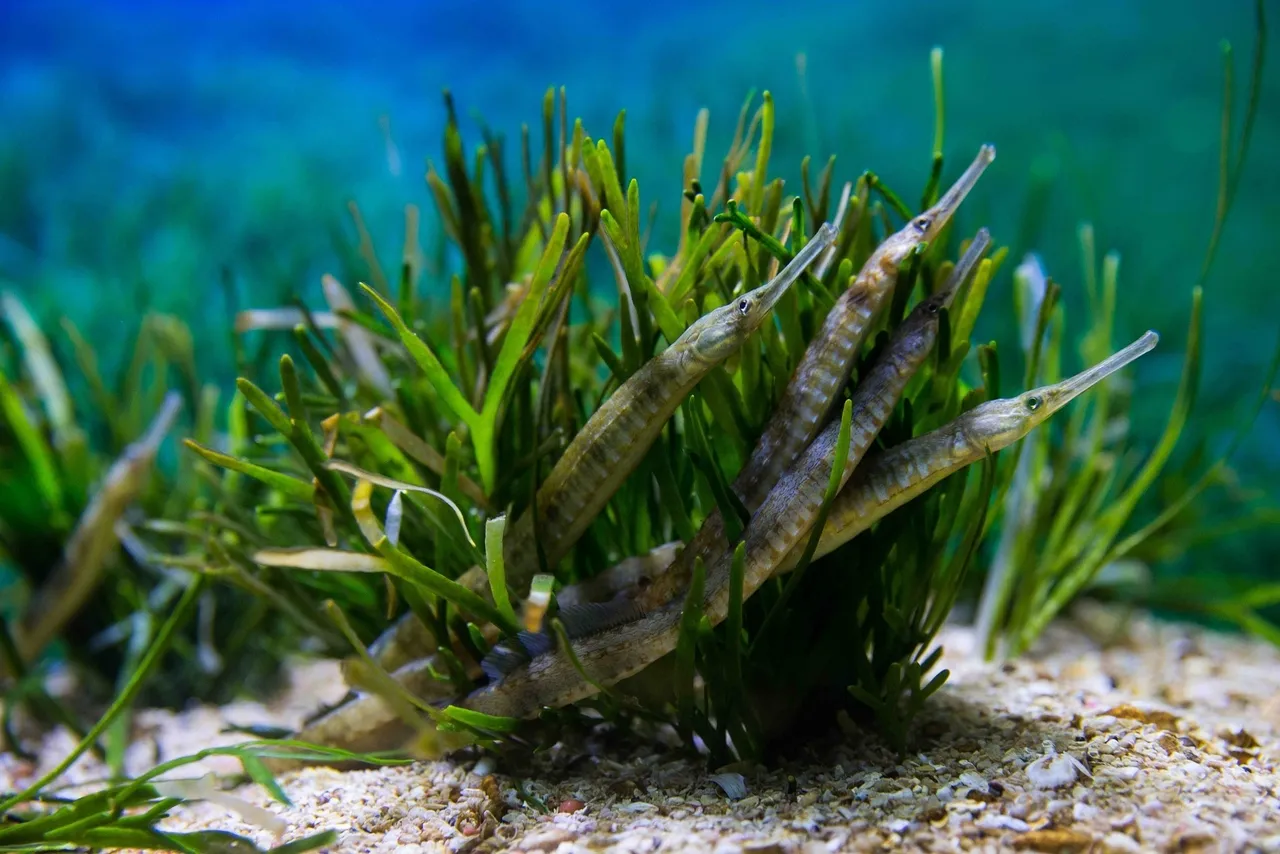 Longsnout pipefish
