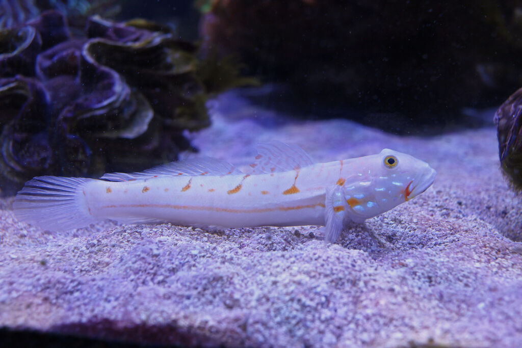 Two Oceans Aquarium | Diamondback goby