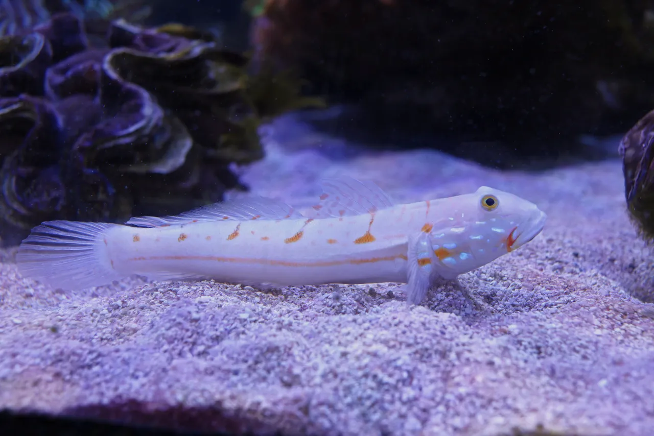 Diamondback goby