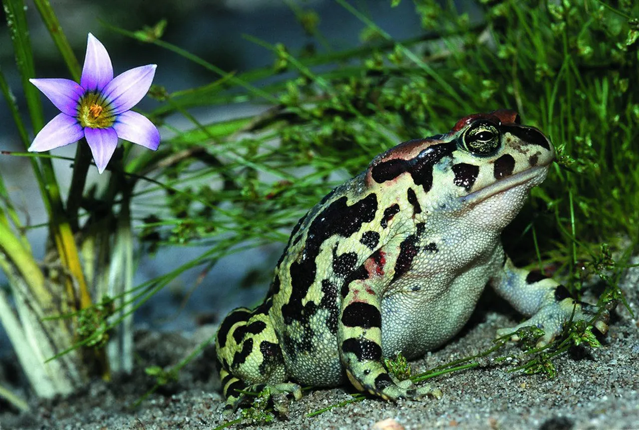 Western leopard toad