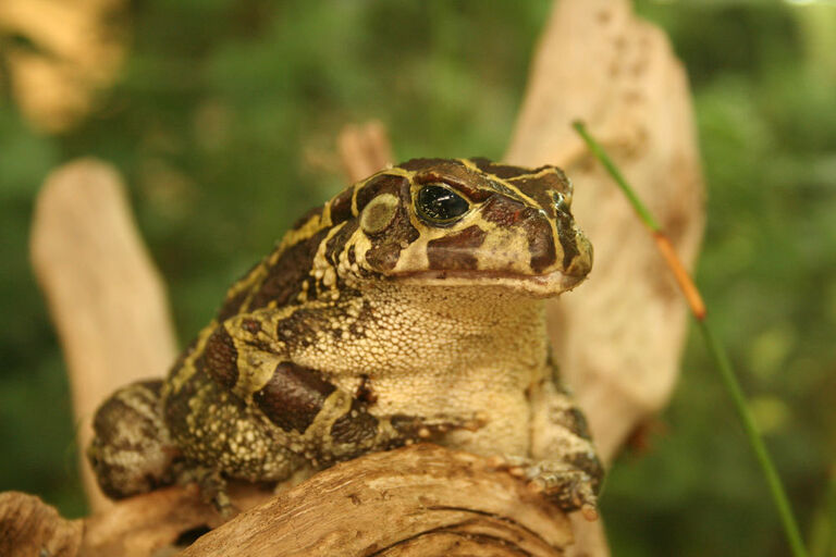 Two Oceans Aquarium | Western leopard toad