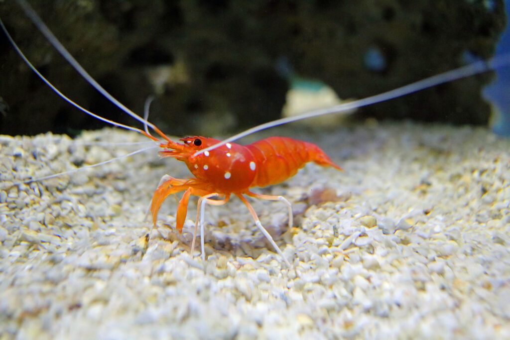 Two Oceans Aquarium | Fire shrimp