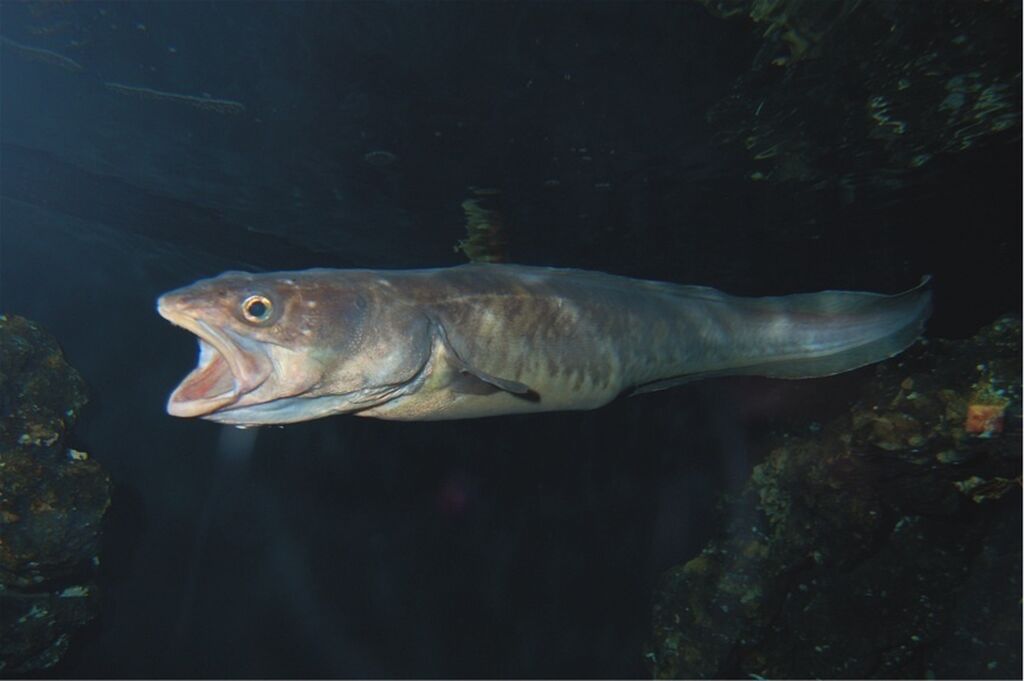 Two Oceans Aquarium Kingklip