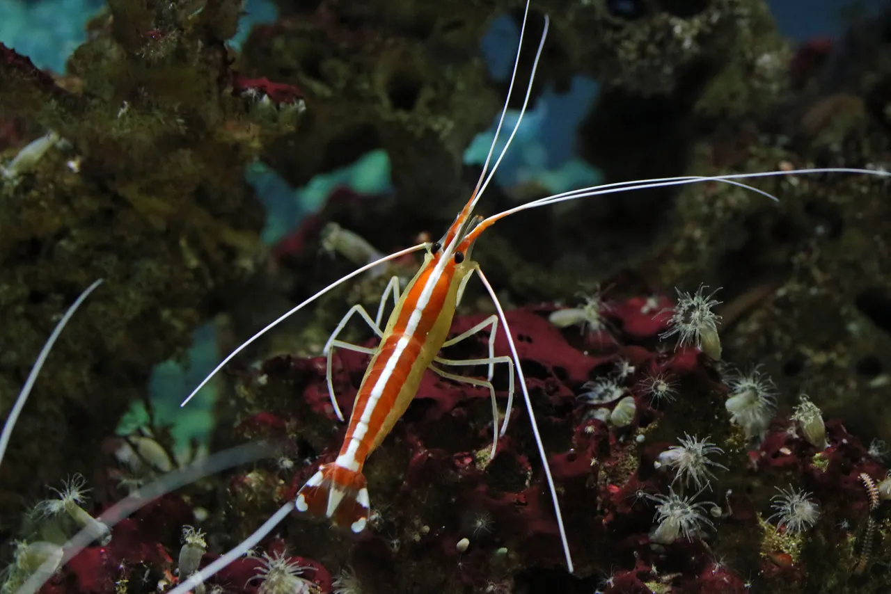 Skunk cleaner shrimp