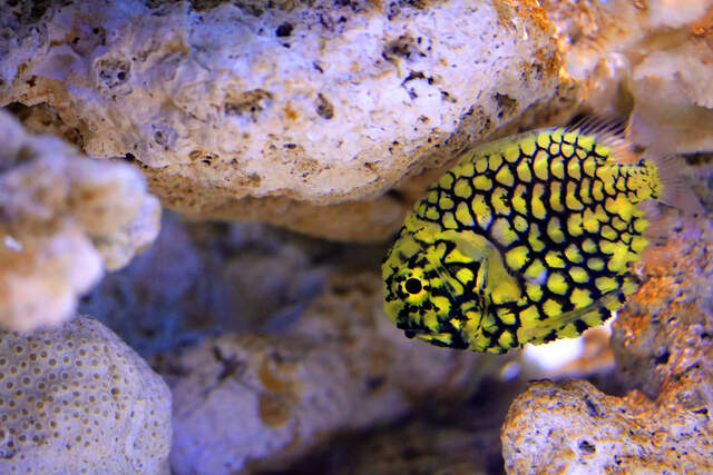 Two Oceans Aquarium | Pineapplefish