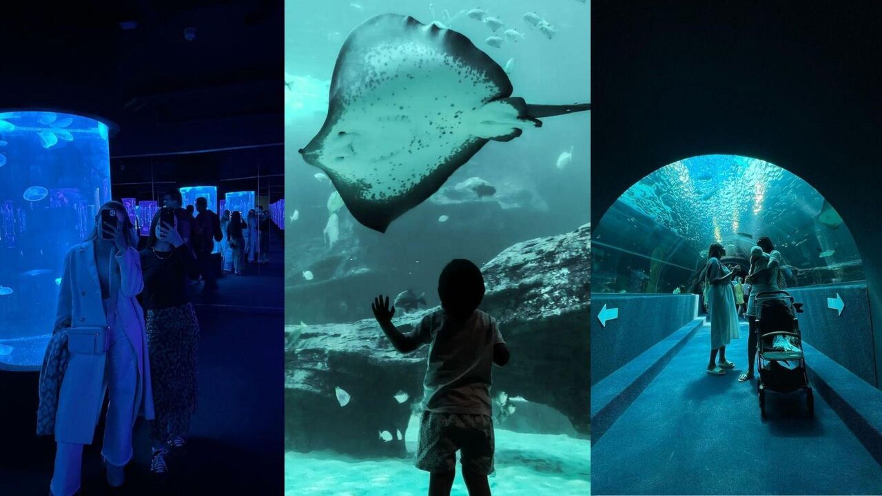 Your favourite Aquarium moments caught on camera