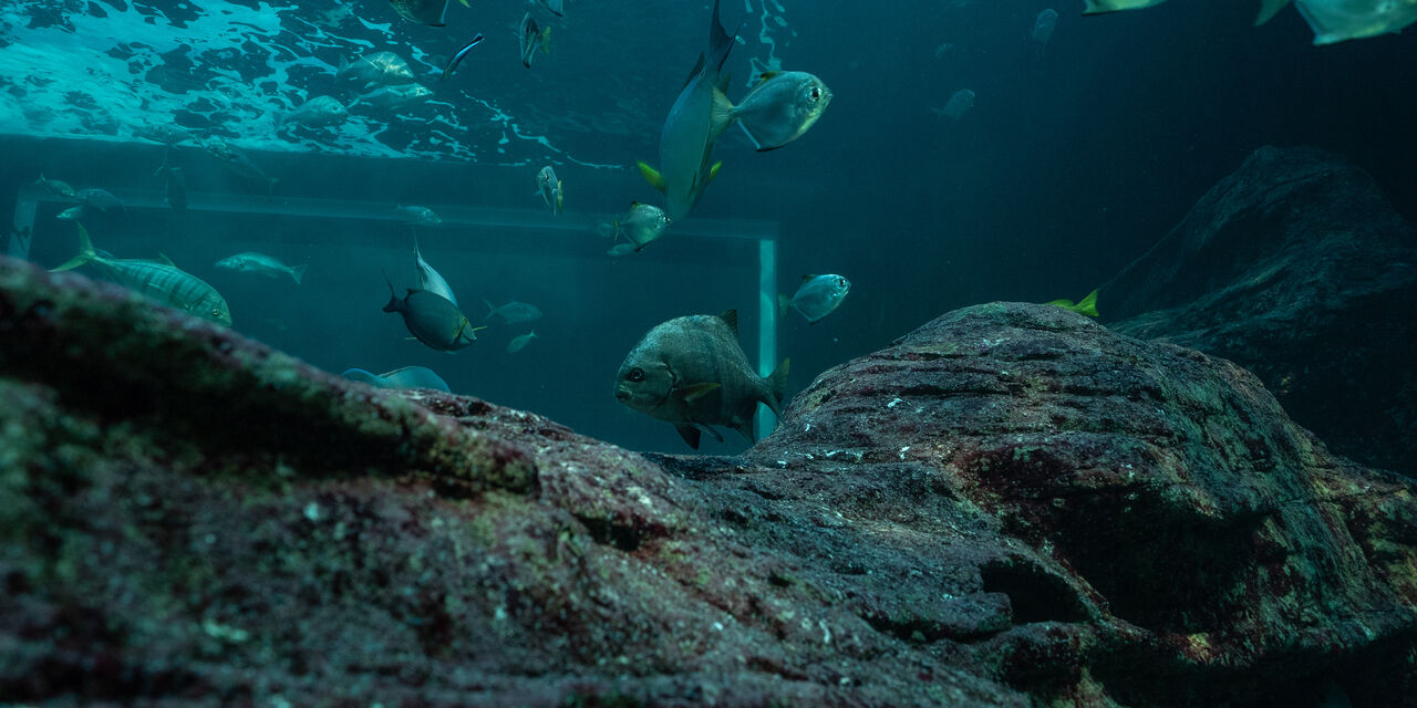 Partners of the Two Oceans Aquarium