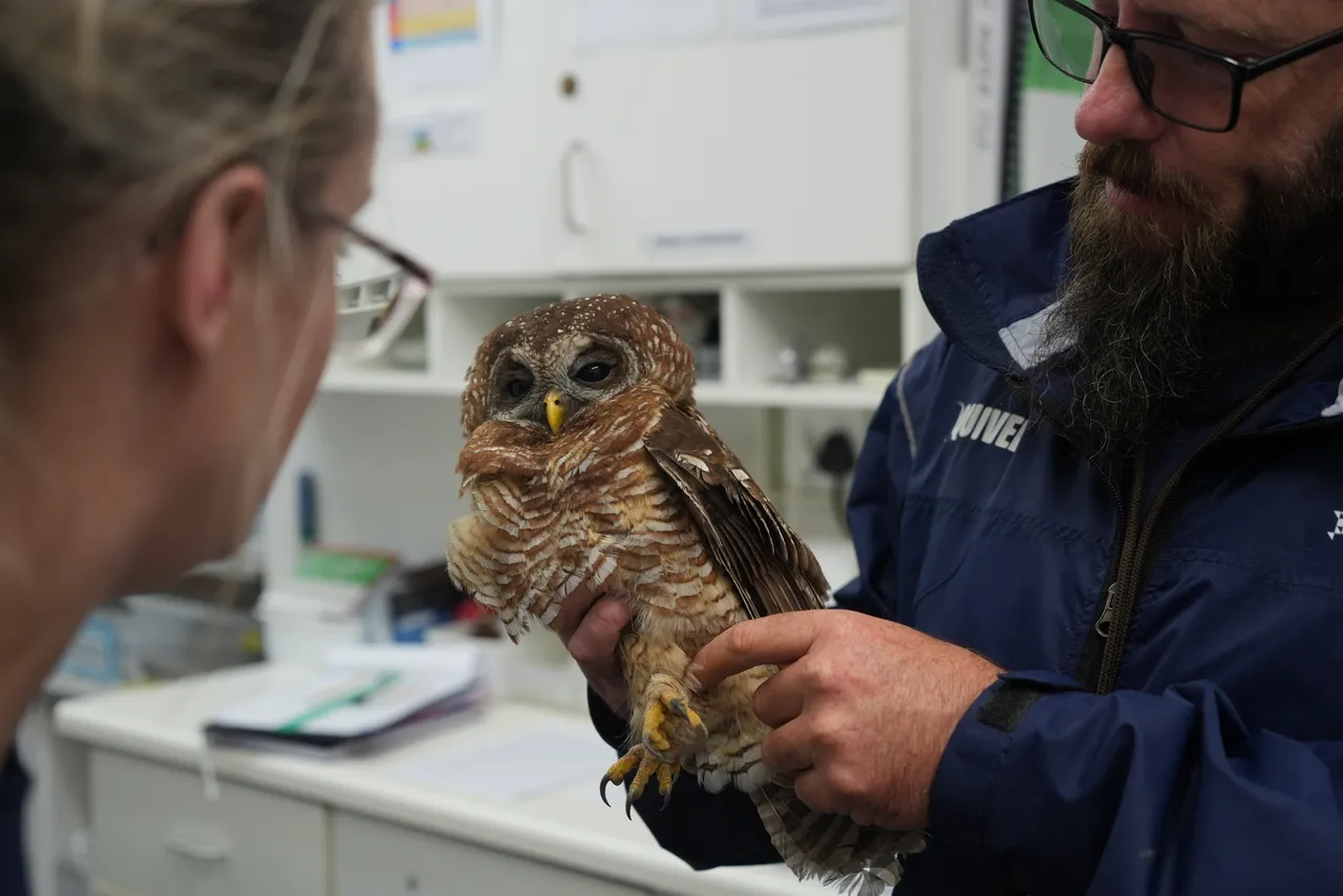 Vibrant Visitors: Our Marine Wildlife Management team rescued a super cute African wood owl!