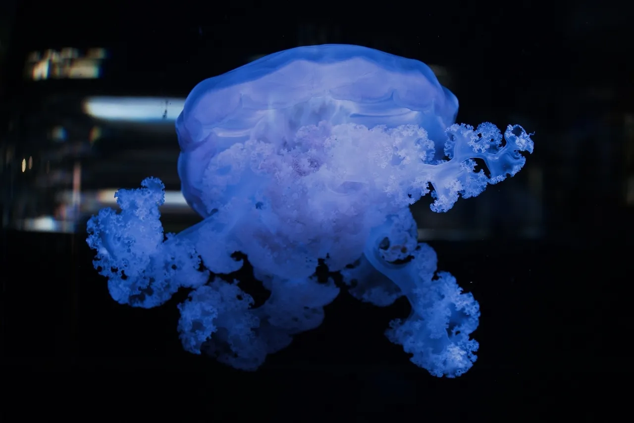 Benguela compass jelly