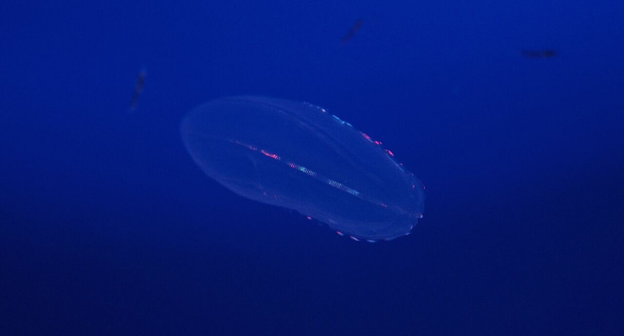 Comb jelly