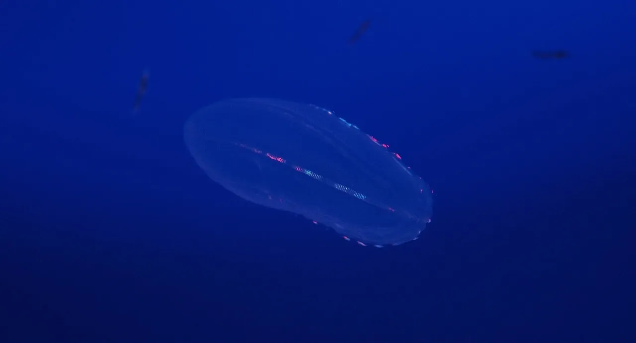 Comb jelly