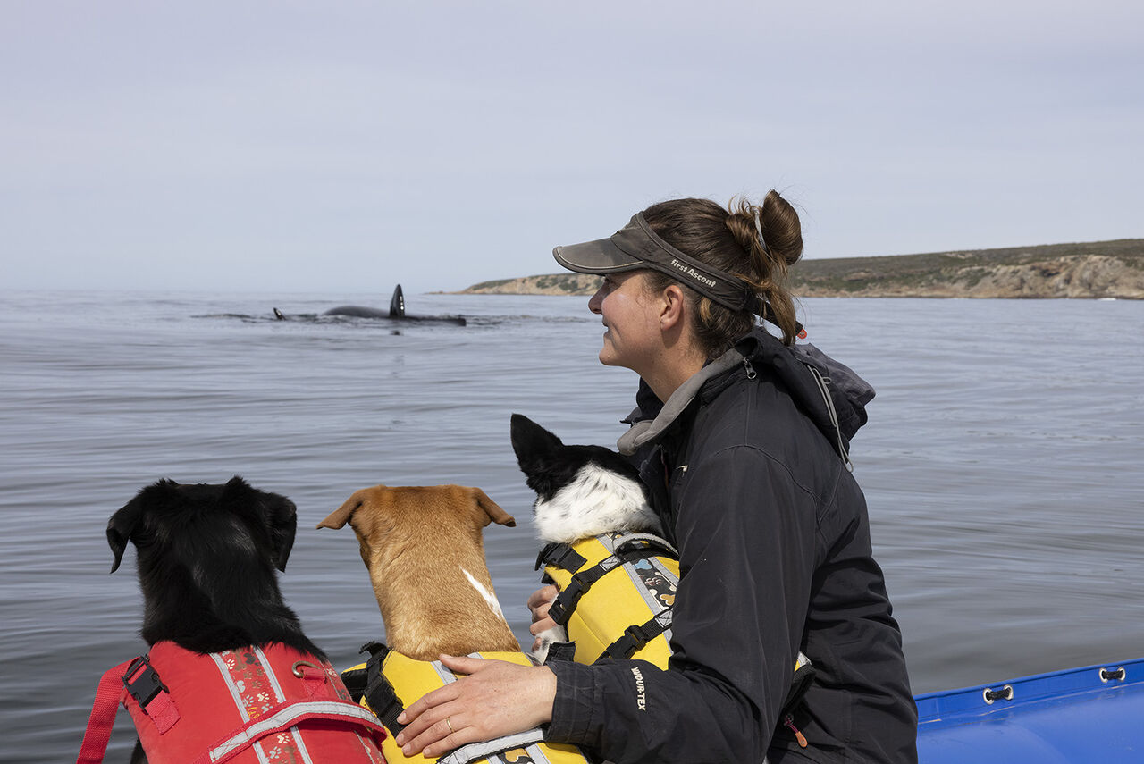 Meet the Fallows: Ocean storytellers with the cutest sidekicks!