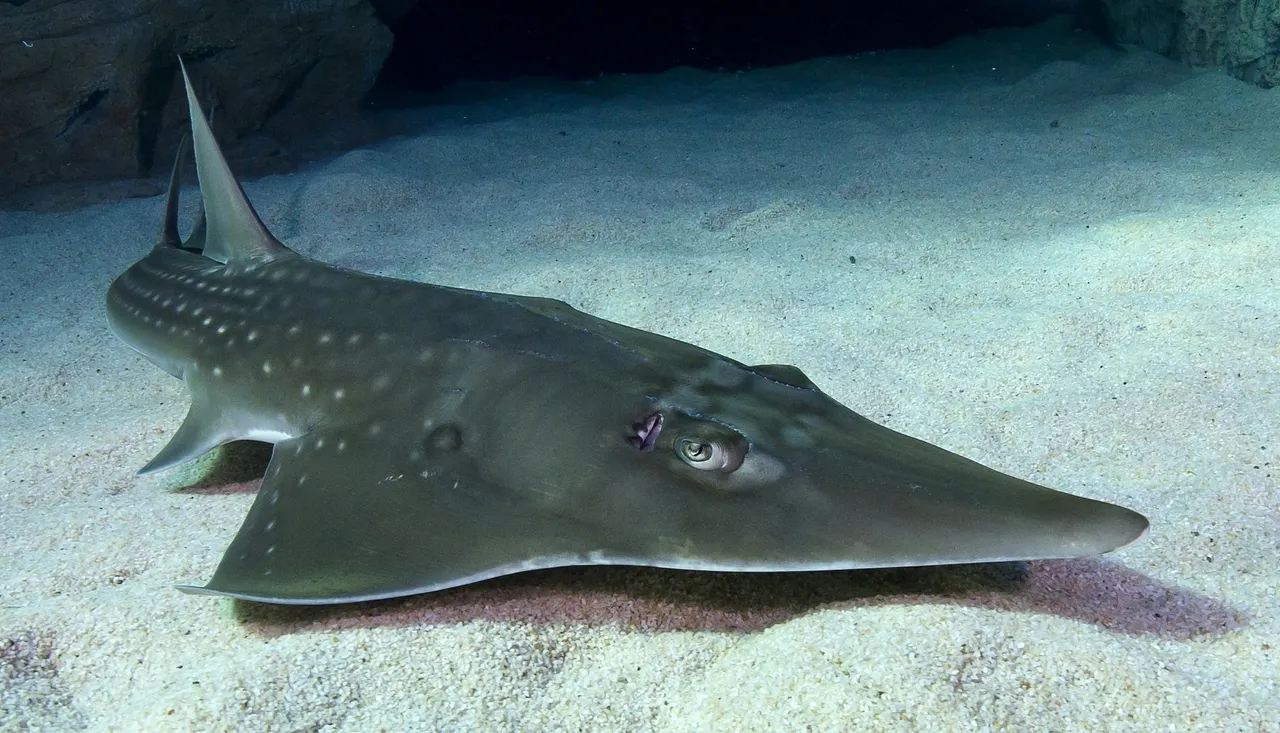 Giant guitarfish