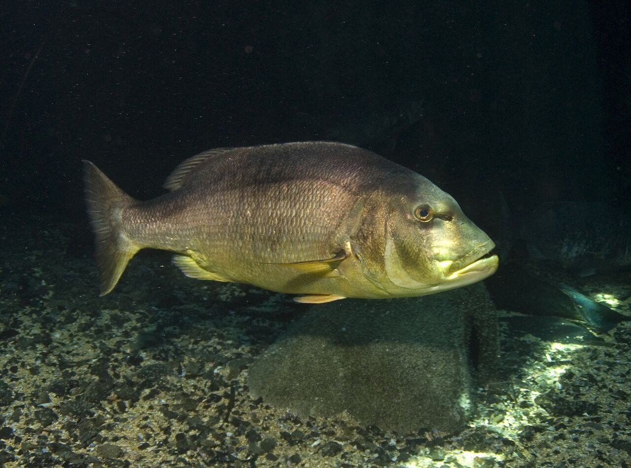 Red steenbras (copper steenbras)