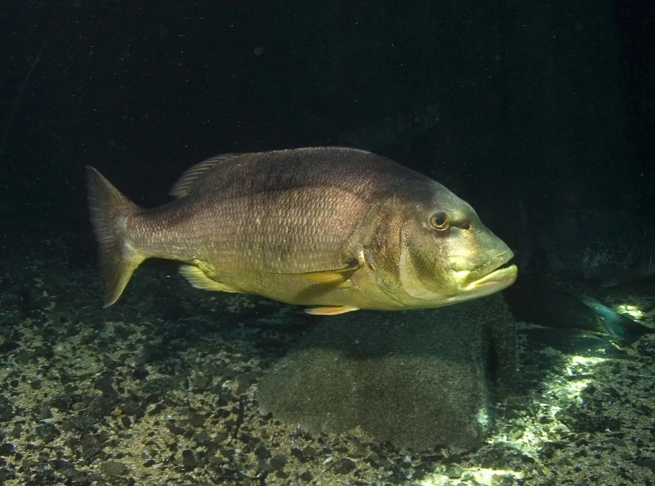 Red steenbras (copper steenbras)