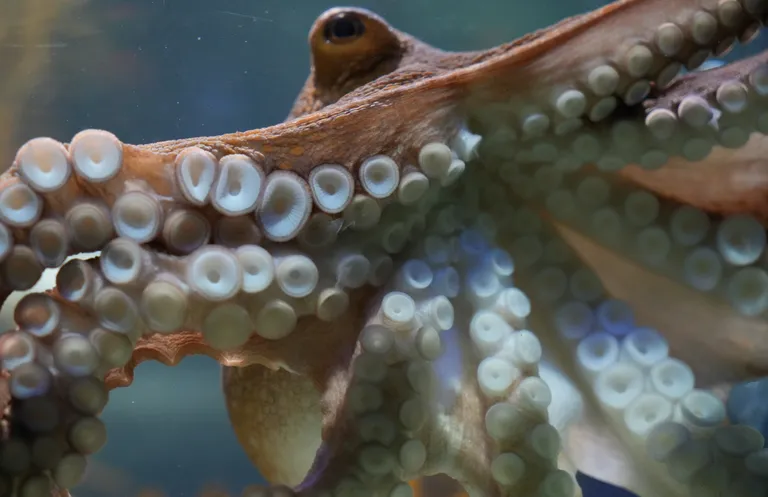 Two Oceans Aquarium: Media pack