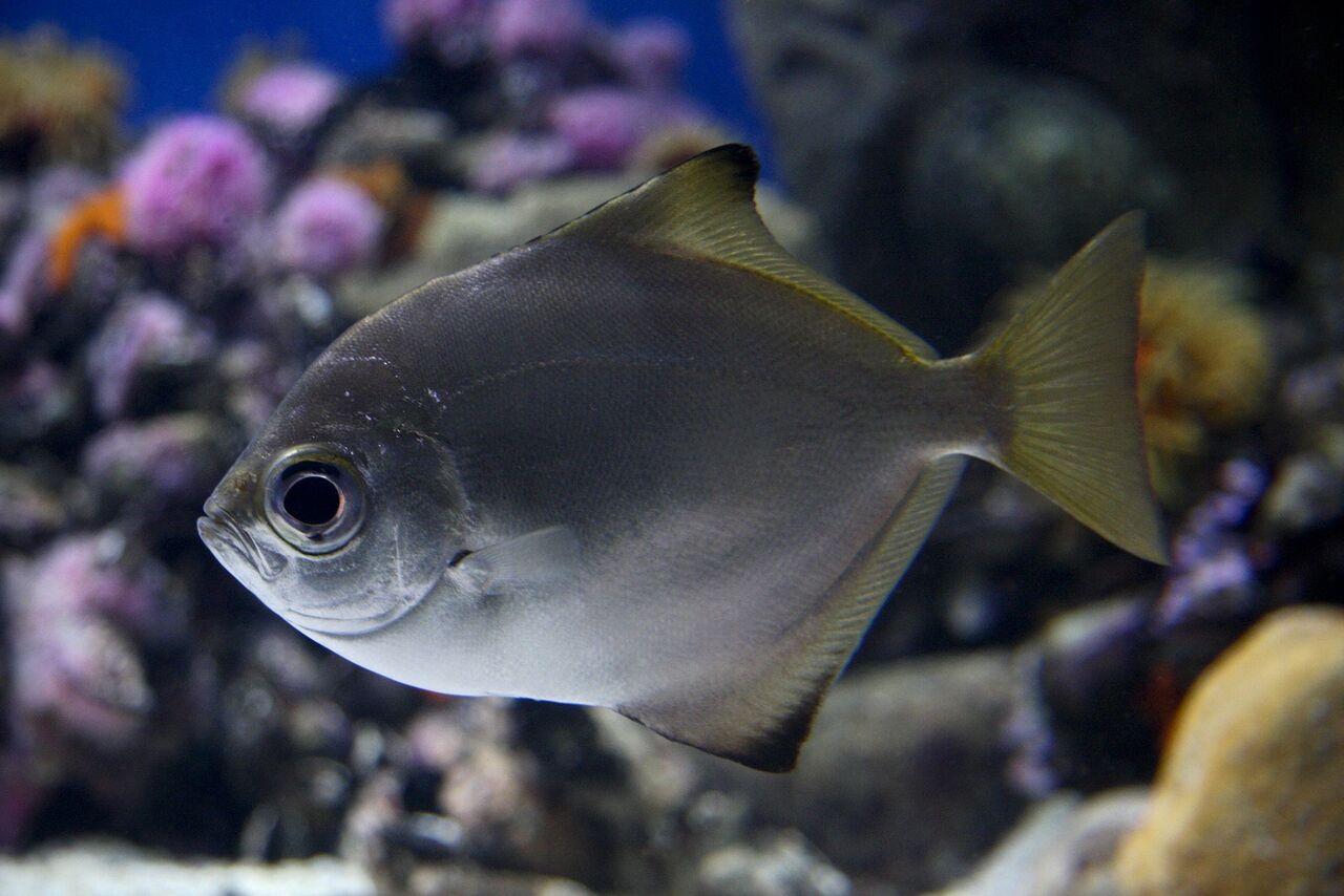 Cape moony (oval moony)