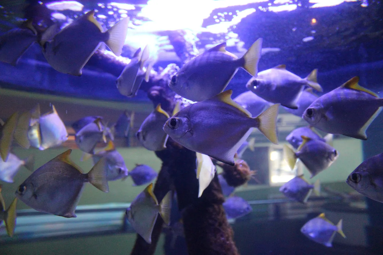 Round moony (natal moony)