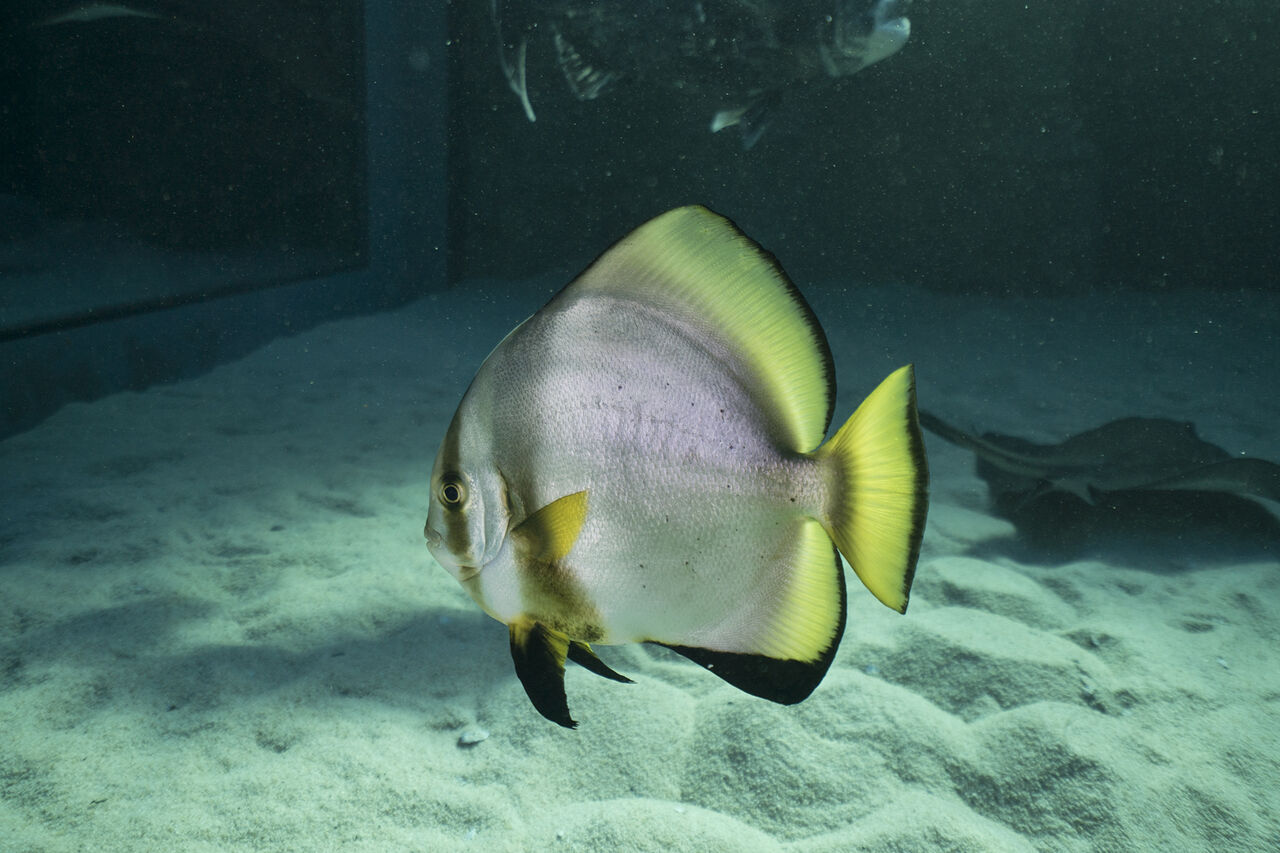 Batfish jean tresfon