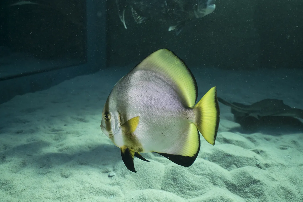 Batfish jean tresfon