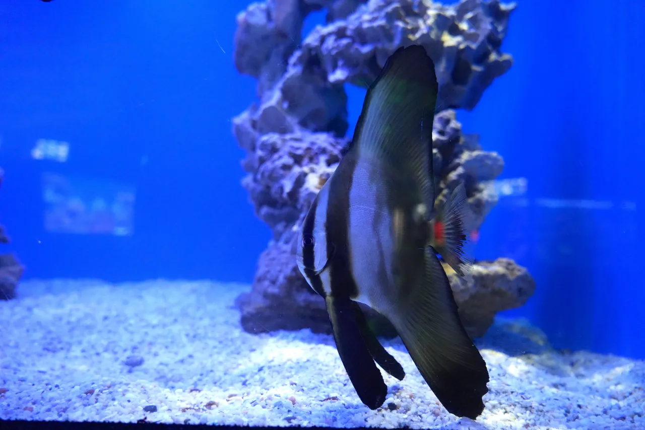 The Two Oceans Aquarium has a new superhero: Batfish!