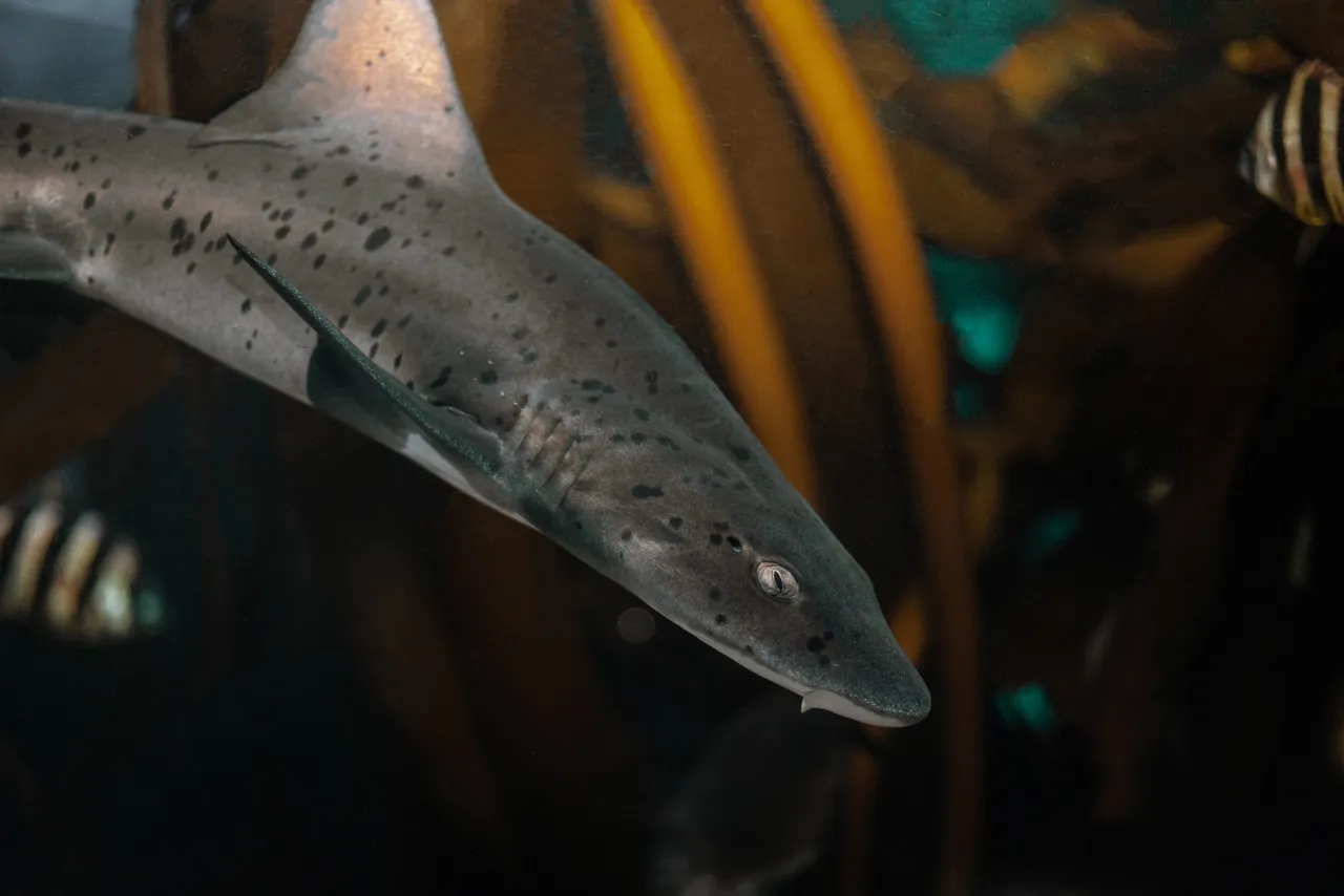 The Two Oceans Aquarium released four spotted gully sharks