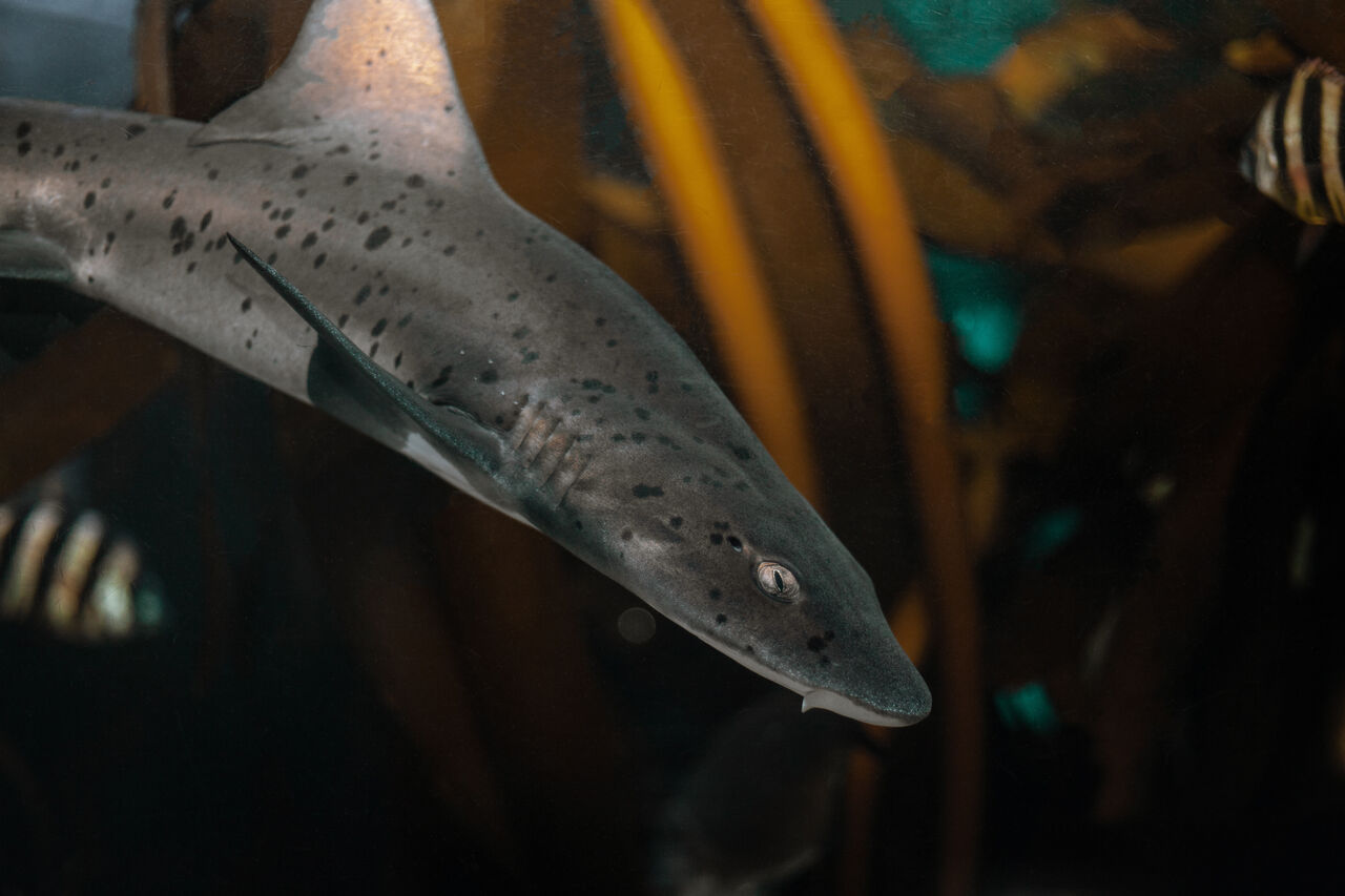 Gulley shark leanneshelton photography