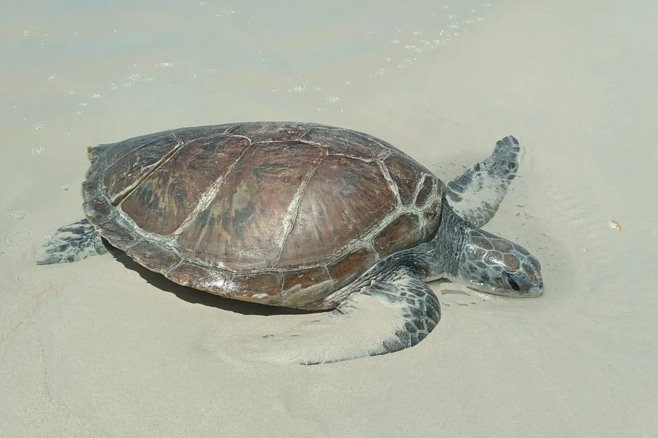 E4 B07477 EAF6 461 B A771 8 BA50 B00 AD05