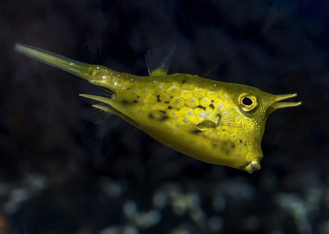 Longhorn cowfish