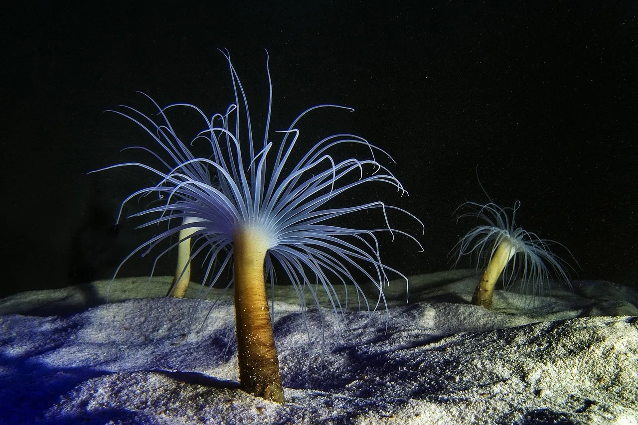 Tube anemones2 Geoff spiby