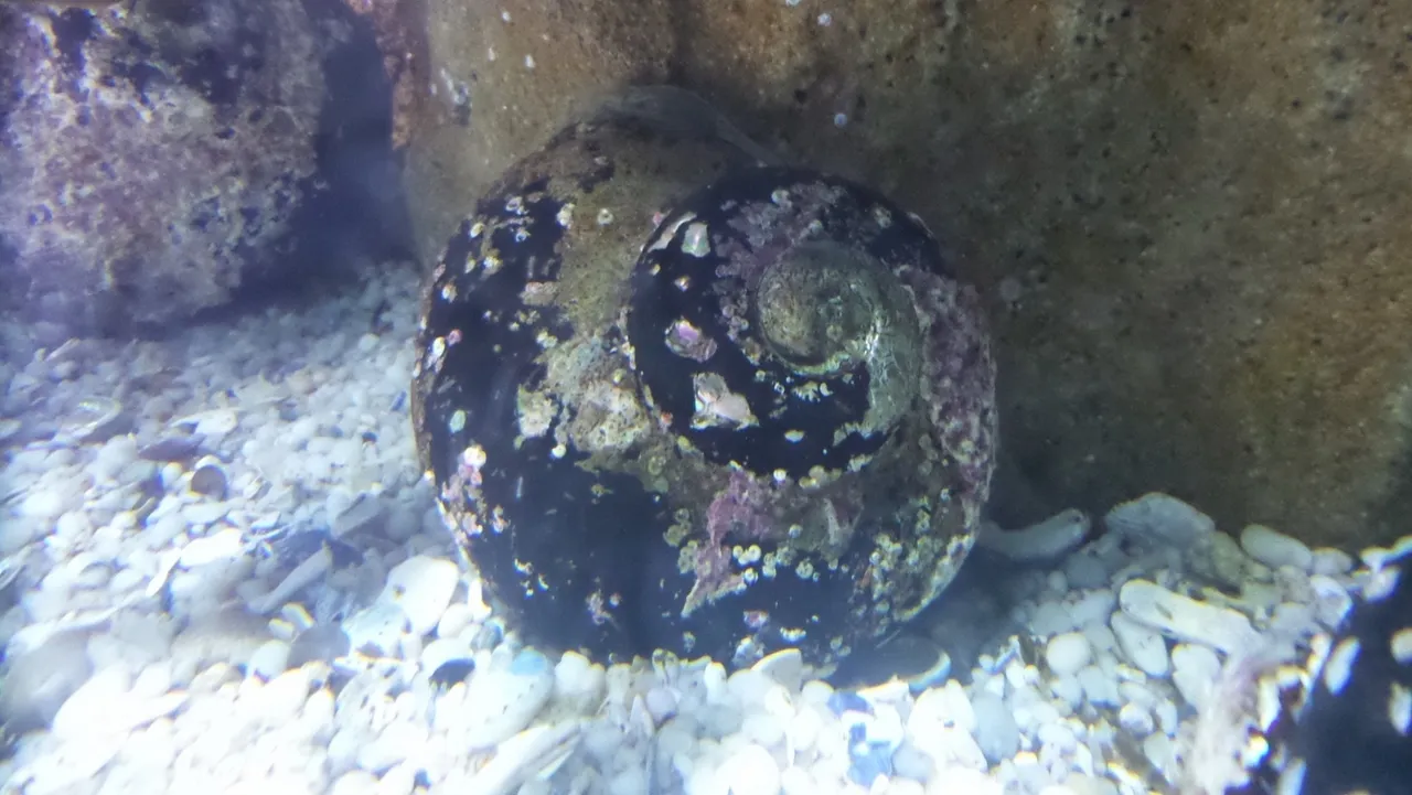 Alikreukel (giant turban)