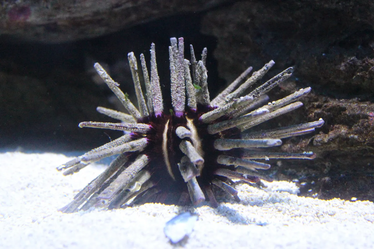 Rough pencil urchin