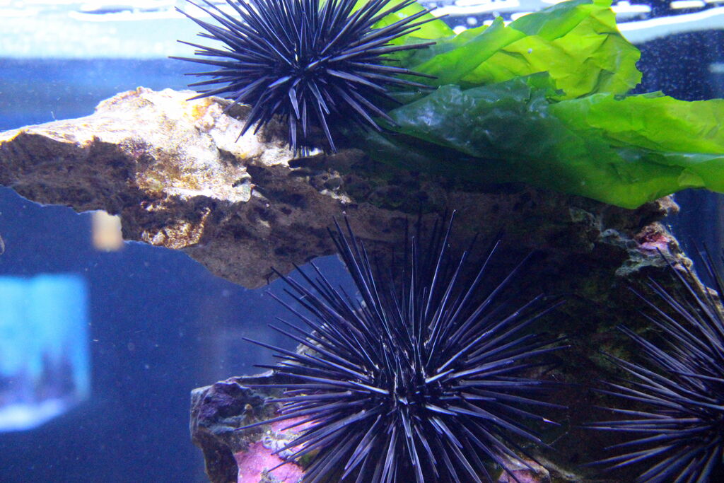 Two Oceans Aquarium Needle urchin