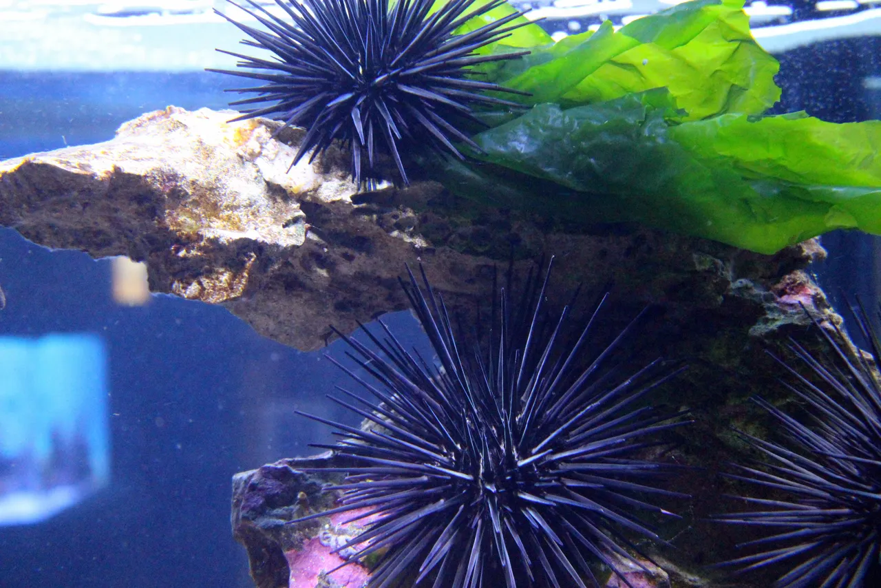 Needle urchin