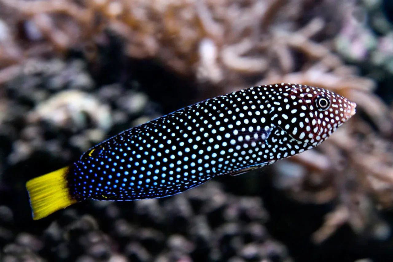 Guinea fowl wrasse