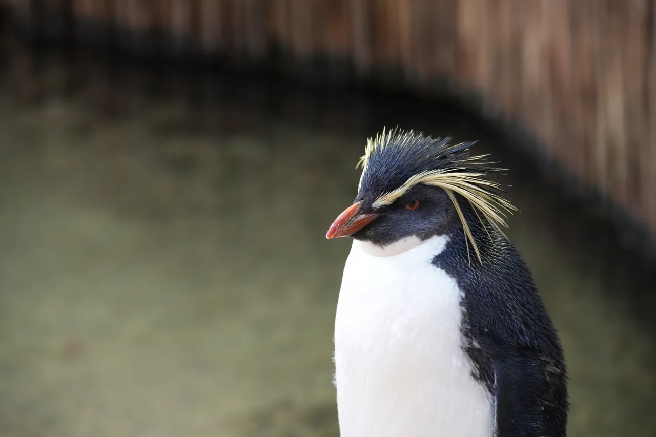 A Northern rockhopper penguin at the Aquarium.
