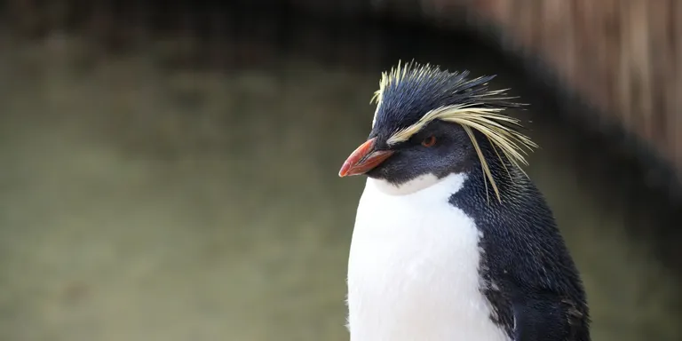 Penguin Exhibit