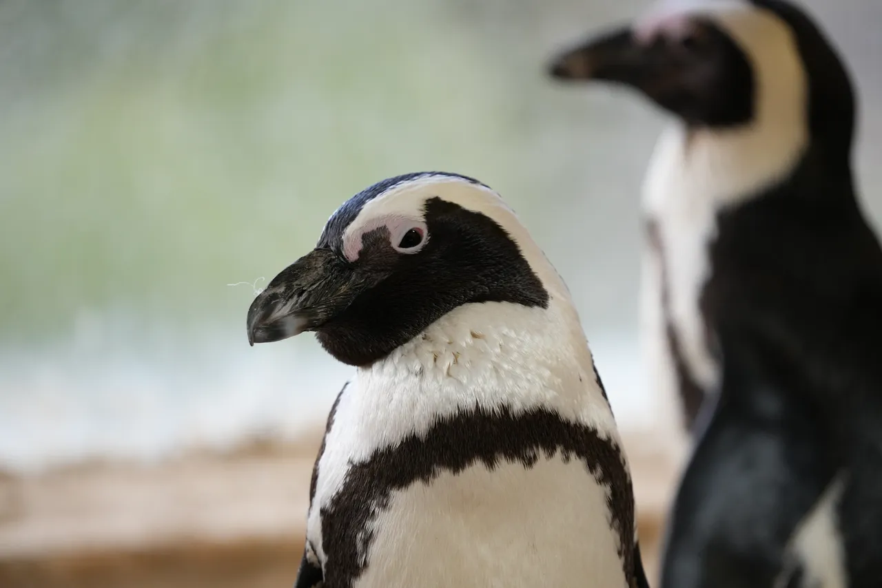 Why are we waddling for the African penguin?