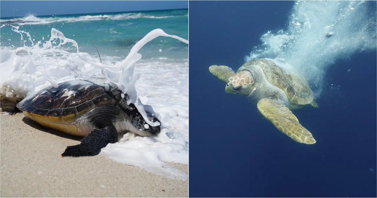 Tracking our turtles: What have Bheni and Nobomu been up to?