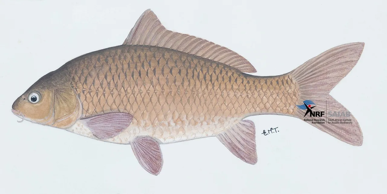 Common carp (alien)