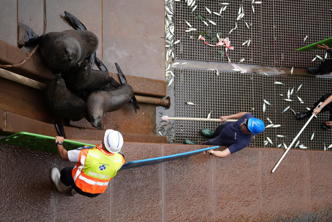 Our Marine Wildlife Management team rescued 15 seals from Robinson Dry Dock!
