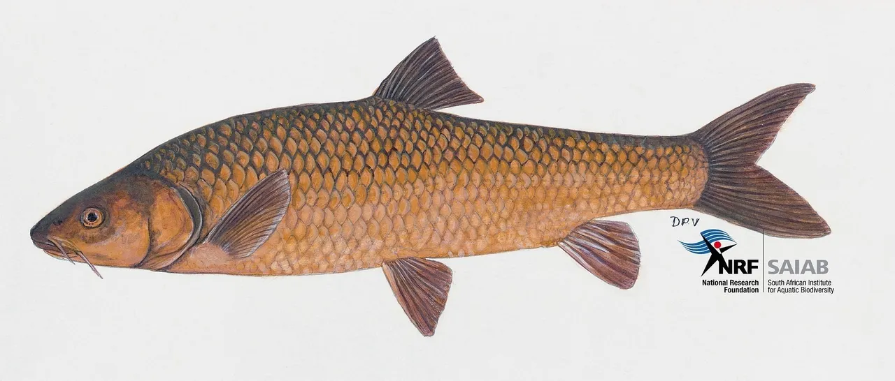 Clanwilliam yellowfish