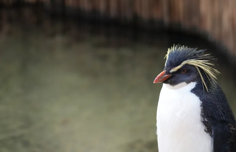 Two Oceans Aquarium: Media pack