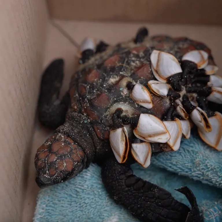 Turtle Conservation Centre